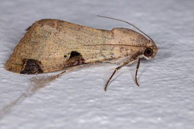 Close-up of insect on rock