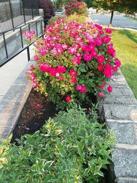 Pink flowering plants in park