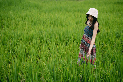 paddy field