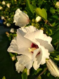 Close-up of white flower blooming outdoors