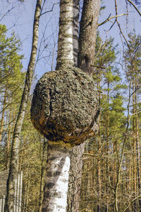 Low angle view of trees in forest