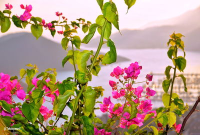 Close-up of pink flowering plant against sky