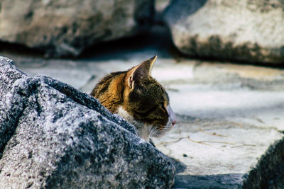 Cat lying on rock