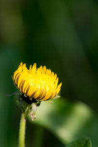 Close-up of yellow flower