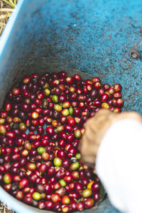 From above of crop anonymous worker in gloves and with bucket picking ripe red berries while harvesting on coffee plantation in quindio region in colombia