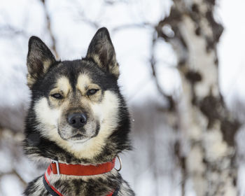 Dog, portrait