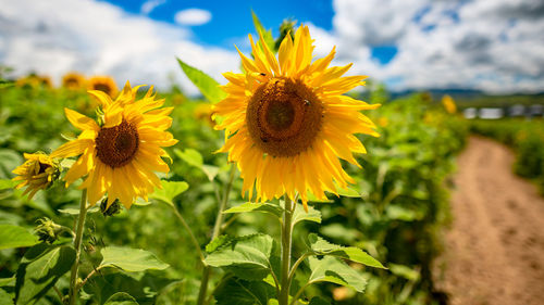 Close-up of sunflower on field