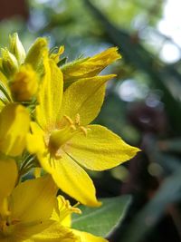 Close-up of yellow flowering plant