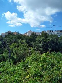 Plants and trees on field against sky