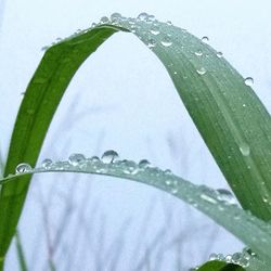 Close-up of water drops on white flower