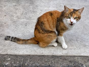 High angle view of tabby cat looking away