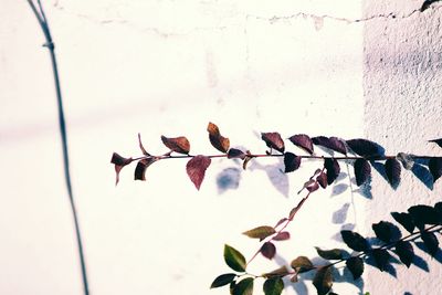 Low angle view of plant against sky