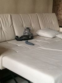 Cat lying on bed
