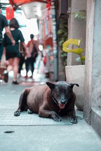 Portrait of dog relaxing outdoors