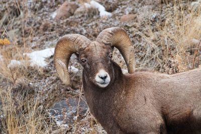 Portrait of sheep standing in field