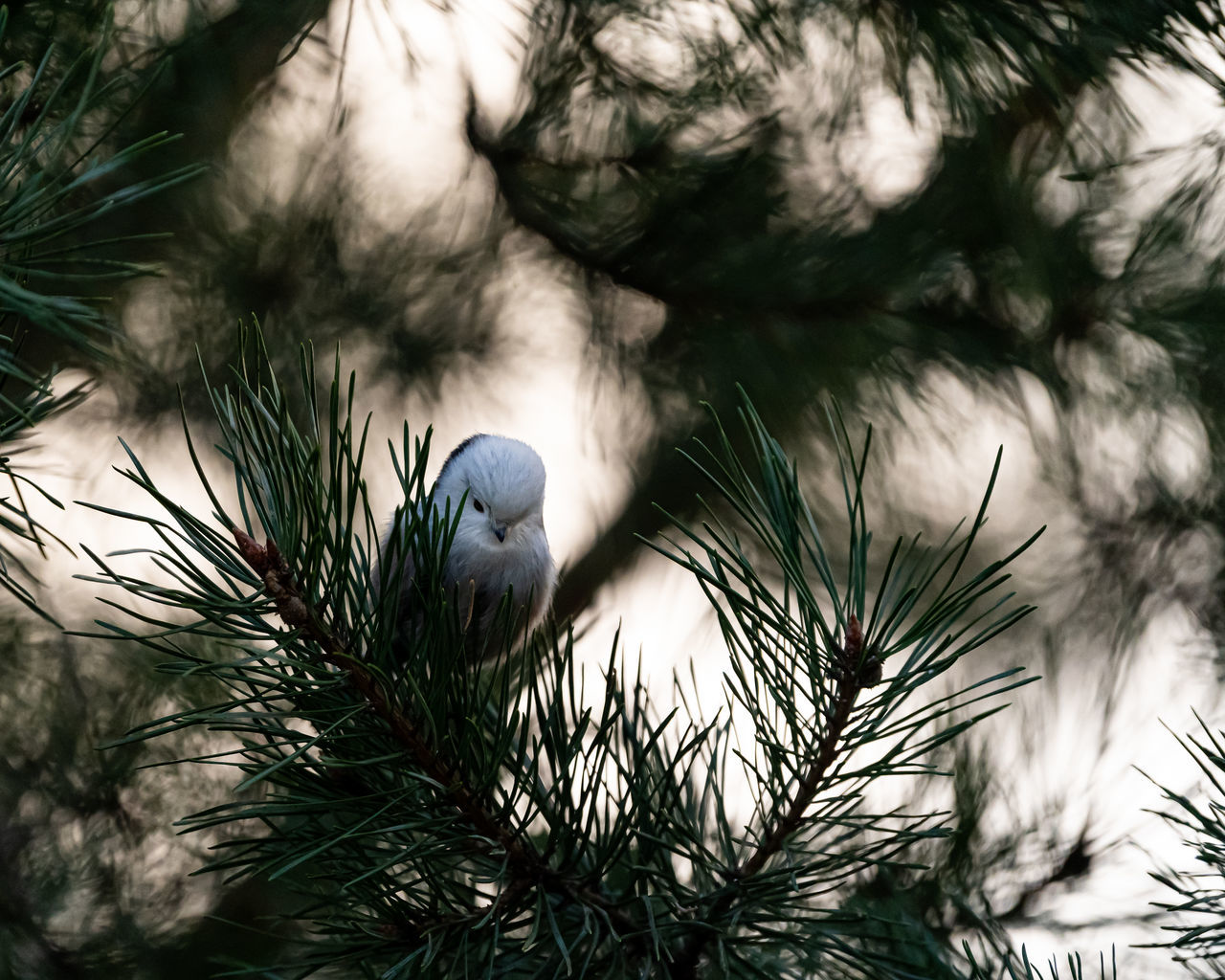 branch, tree, nature, plant, no people, winter, animal, green, pine tree, christmas tree, leaf, grass, coniferous tree, pinaceae, outdoors, animal themes, bird, animal wildlife, close-up, day, beauty in nature, low angle view, wildlife, growth, one animal