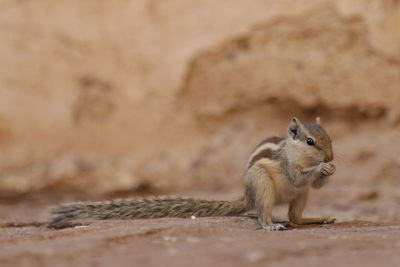 Close-up of squirrel standing outdoors