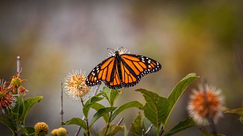 Close-up of butterfly pollinating on flower