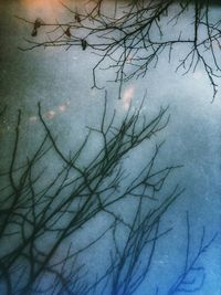 Bare trees in water