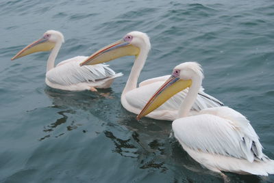 Swans swimming in lake