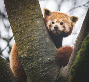 Close-up portrait of squirrel on tree