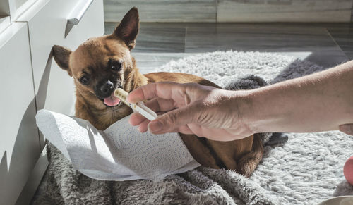 Chihuahua eating from a syringe. dog with phantom pregnancy.