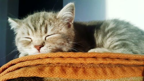 Close-up of cat sleeping at home
