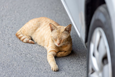 Cute ginger cat sleeping on the street beside the car