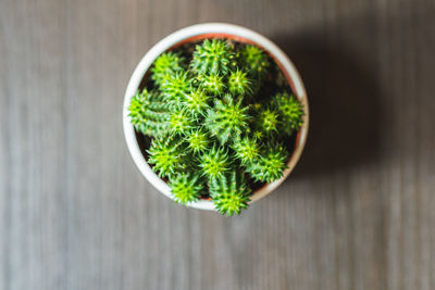 Directly above shot of potted plant on table