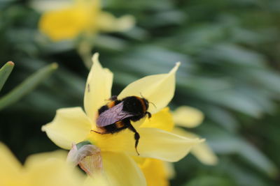 Close-up of honey bee pollinating on yellow flower