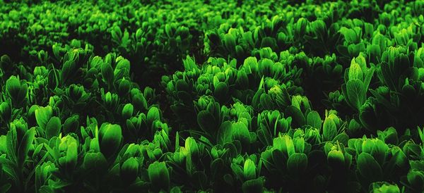 Close-up of crops growing on field