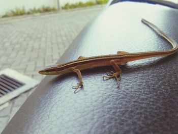 Close-up of lizard on hand