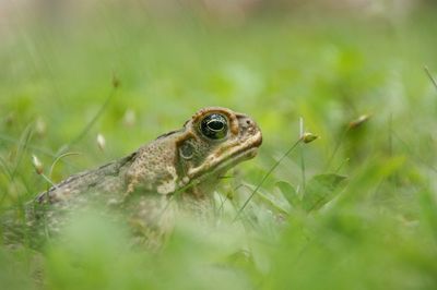 Close-up of lizard on grass