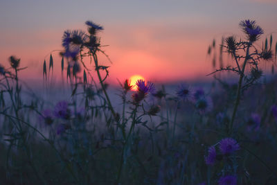 Close-up of purple flowering plants on field against sky during sunset