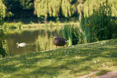 Bird perching on a rock