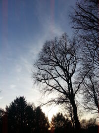 Low angle view of bare trees against sky