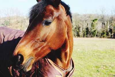 Close-up of horse standing on field