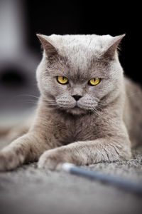 Close-up portrait of tabby cat against black background