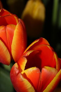 Close-up of red tulip