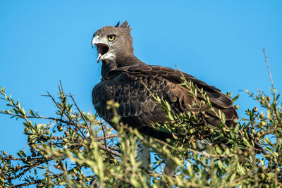 Martial eagle on treetop with open beak