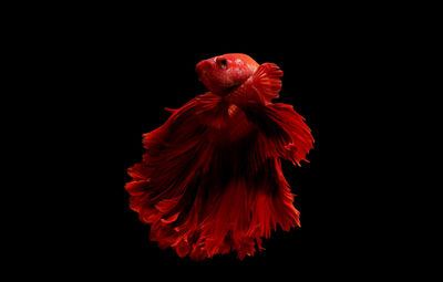 Close-up of red rose against black background