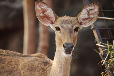 Portrait of deer