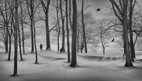 Bare trees on snow covered land