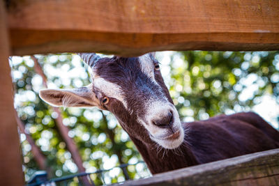 Close-up of goat looking through wodden fence