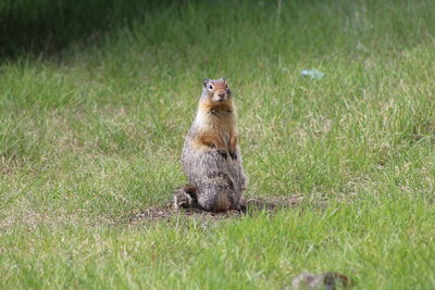 Meerkat sitting on field