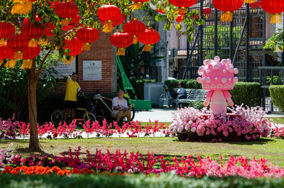 Pink flowering plants in front of building