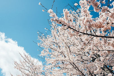 Low angle view of cherry blossom against blue sky