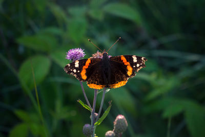 Close-up of butterfly pollinating on flower