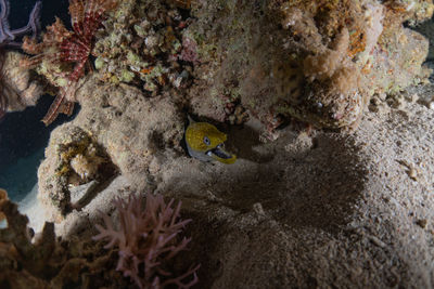 View of fish underwater