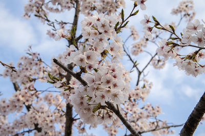 Low angle view of cherry blossoms in spring